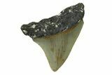 Serrated, Juvenile Megalodon Tooth - North Carolina #338537-1